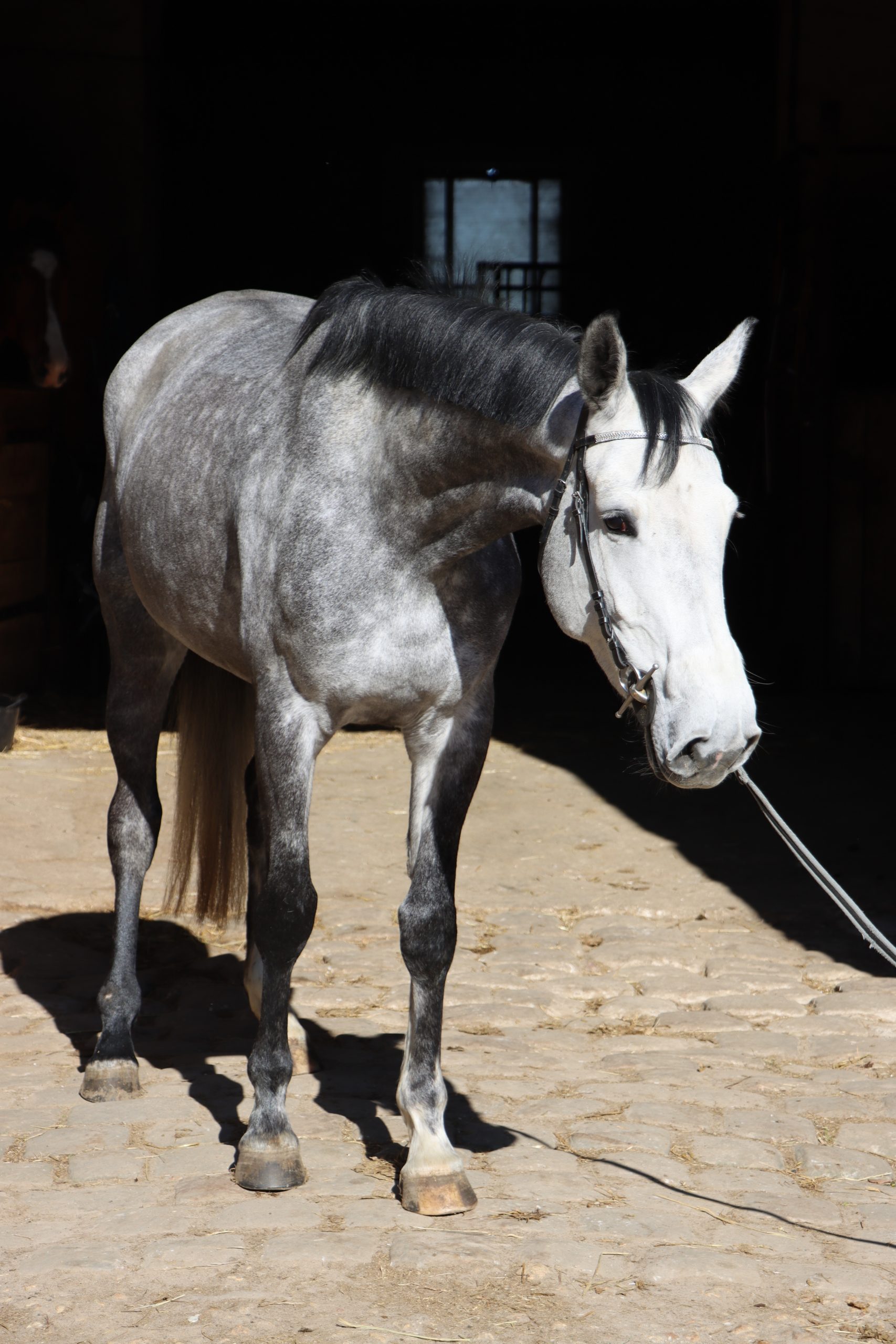 cheval kanopee