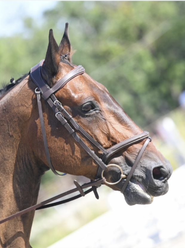 cheval; demi-pension; dp cheval